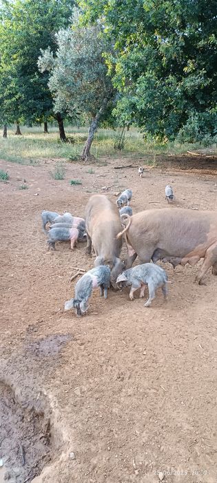 Porcos e Leitões Bisaro
