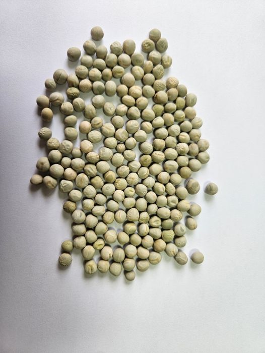 Продам Насіння Ярого Жовтого, та Зеленого Гороху.