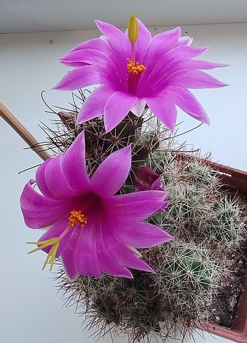 Детки кактуса  маммиллярии крупноцветковой Mammillaria mazatlanensis