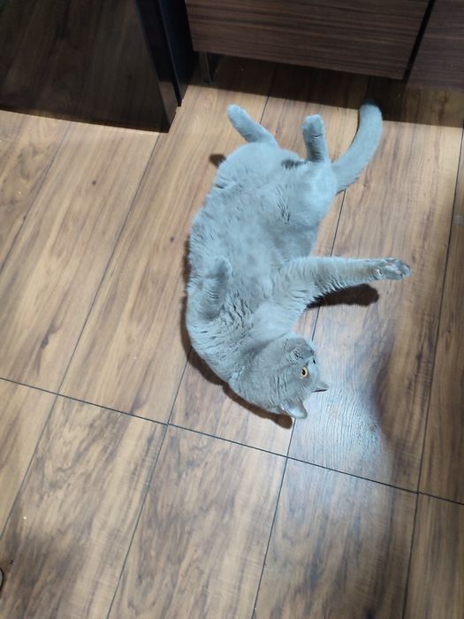 Вязка  британского кота Одесса