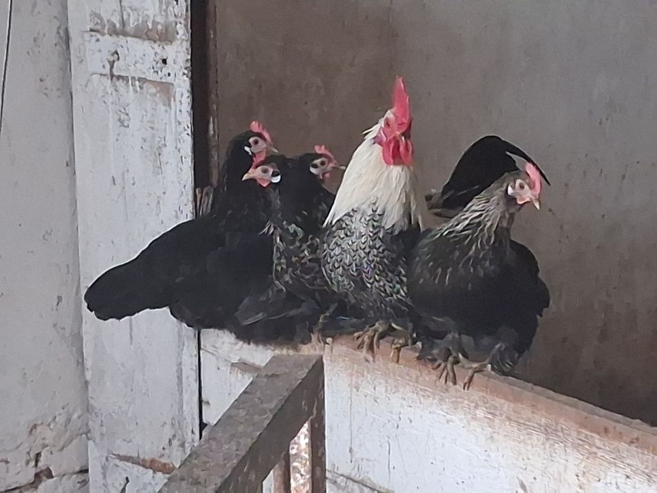 Kury Japonki  zapraszam