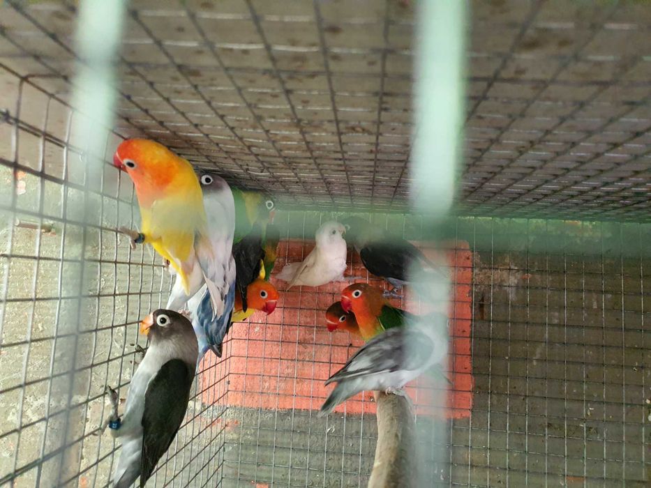 personatus e fischers  25