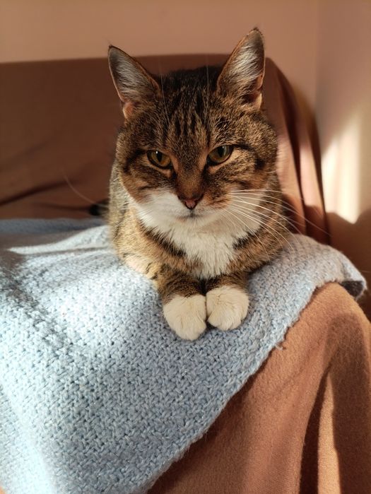 Кішечка Дана шукає родину