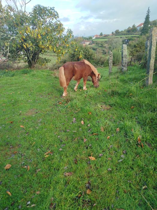 Animais muito mansos