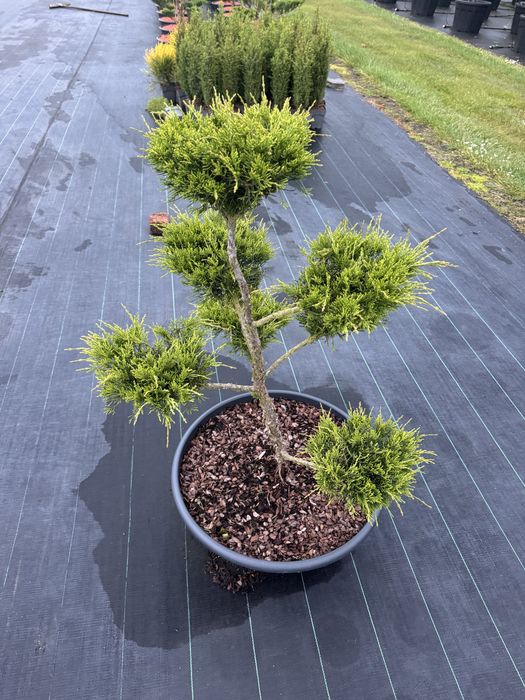 Bonsai , jałowiec mint julep, sosna, krzewy ozdobne