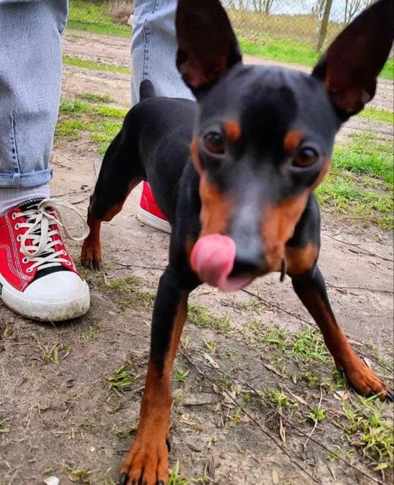 Шукаю собі дівчинку