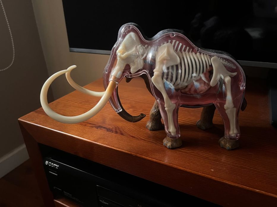 Modelo de Anatomia 4D Vision – Mamute Lanoso (Woolly Mammoth