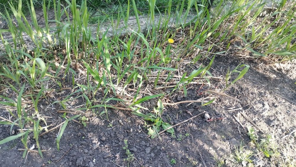 Miscant olbrzymi - karpy