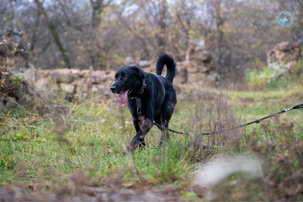 Czarny, radosny labrador. Duży pies w schronisku dla zwierząt. Adopcja