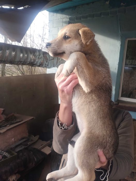 Подарую цуценят метіси Німецької вівчарки