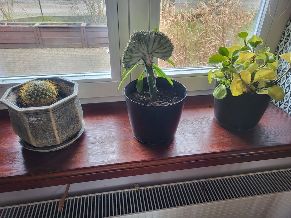 Oddam kwiatki 3 doniczki