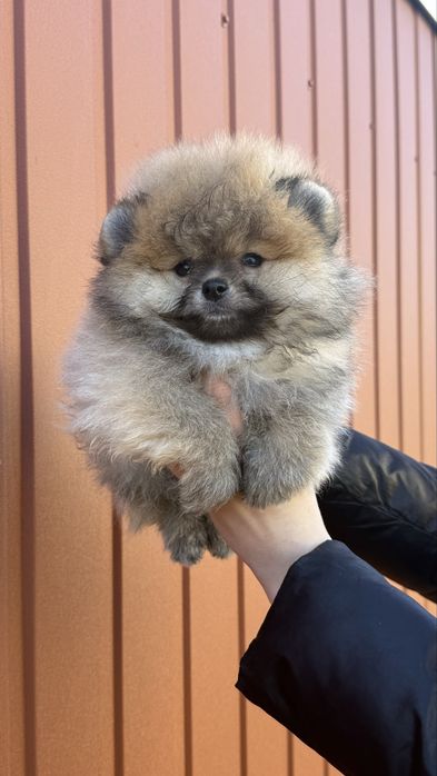 Міні хлопчик лагідний