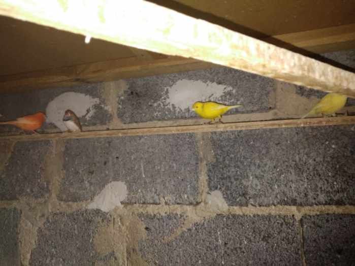 Kanarki kanarek ptaszki