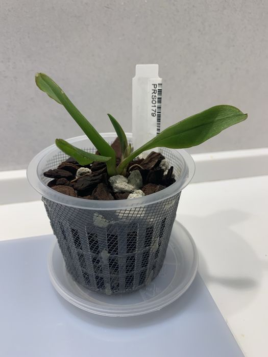 Орхідея екзотична Comparettia falcata