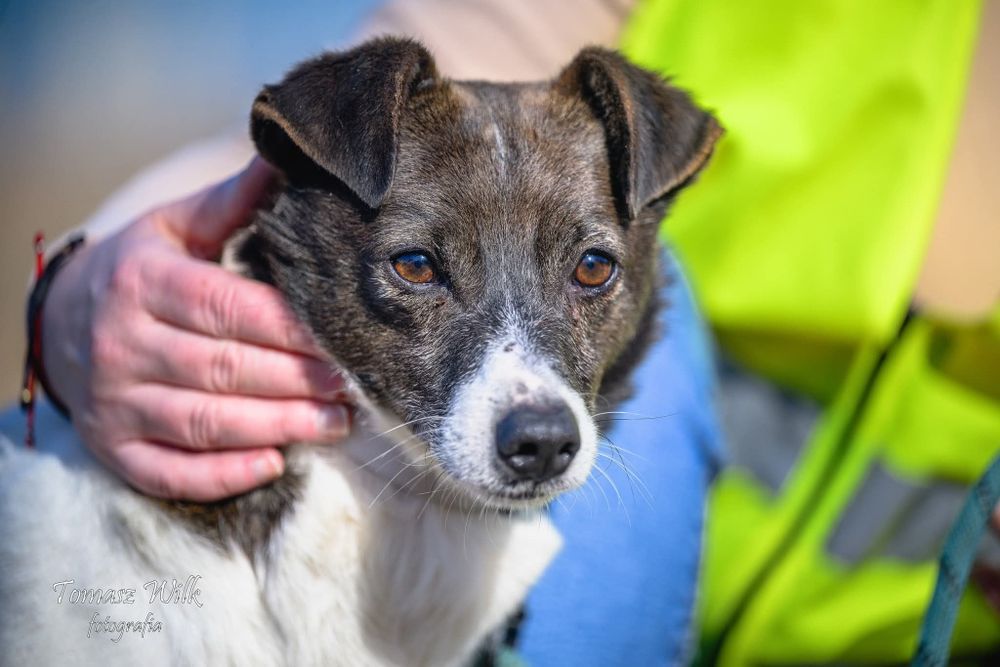 Franklin - mały cudak do adopcji