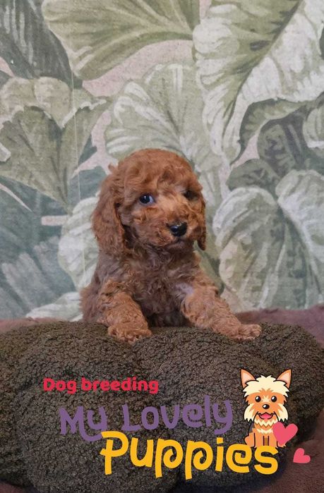 Cavapoo chłopiec F1B