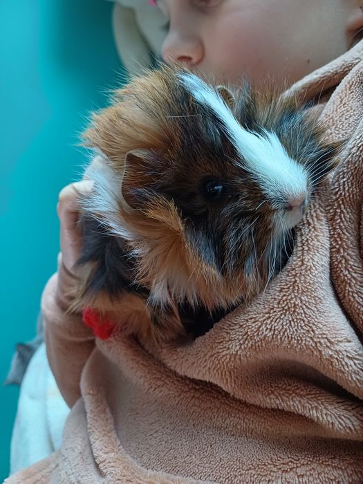 Swinka morska, cavia domowa samczyk