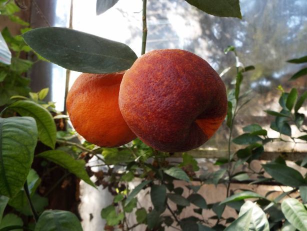 Лимон "Аркобалено" Комнатный