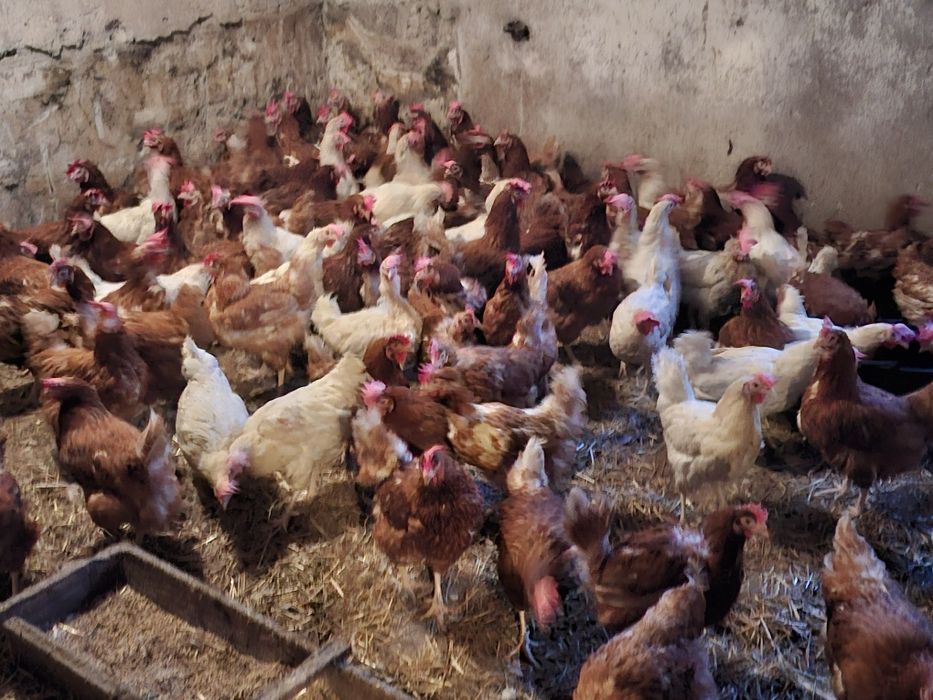 Kury młode nioski kokoszki