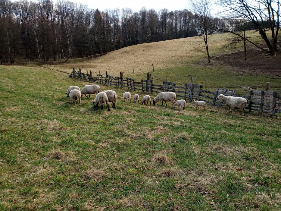 Sprzedam stadko owiec