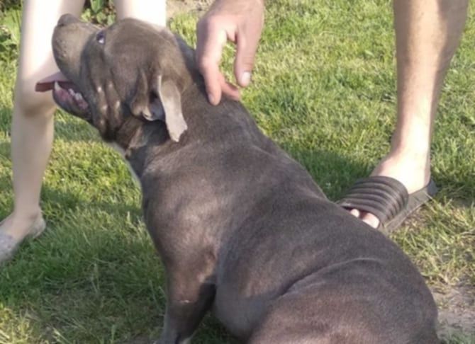 Reproduktor/krycie Staffordshire Bull terrier