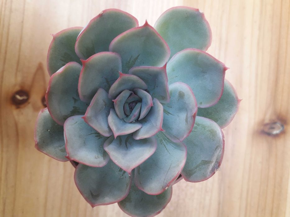 Echeveria Mandala " Rainha das Suculentas"
