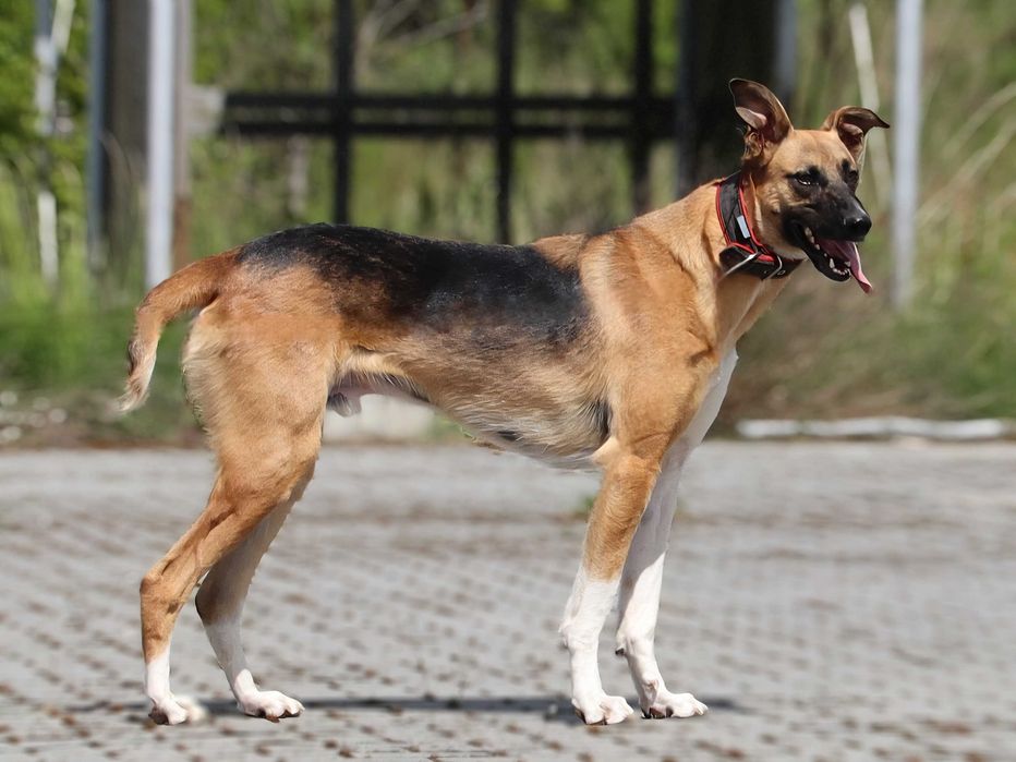 Piękny, bardzo przyjazny