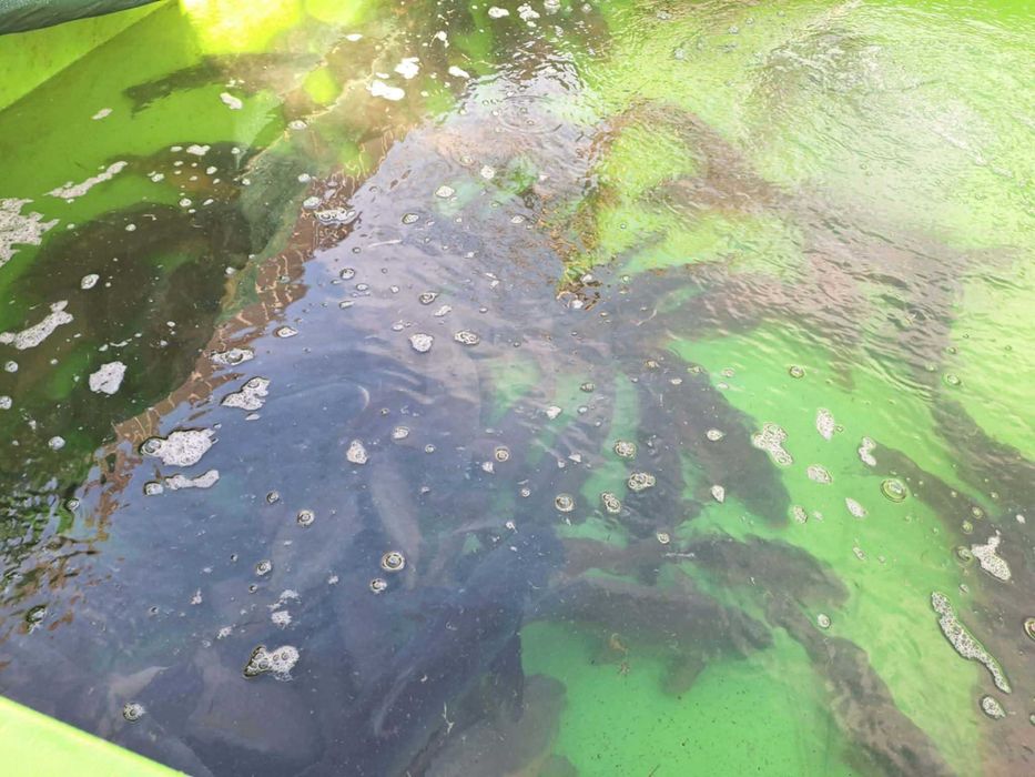 karpie ryby 1-4kg  handlowe zarybieniowe kroczek karp zarybieniowy