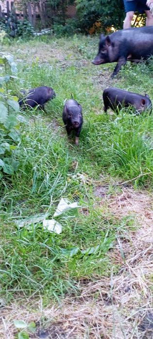 В'єтнамські поросята