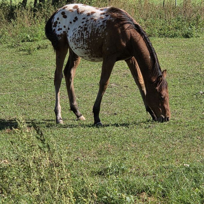 Klaczka malopolska odsadek