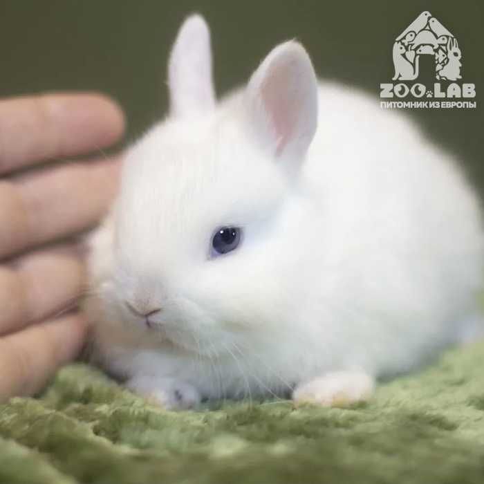 Элитные карликовые гермелины: чистопородные красавцы из питомника !