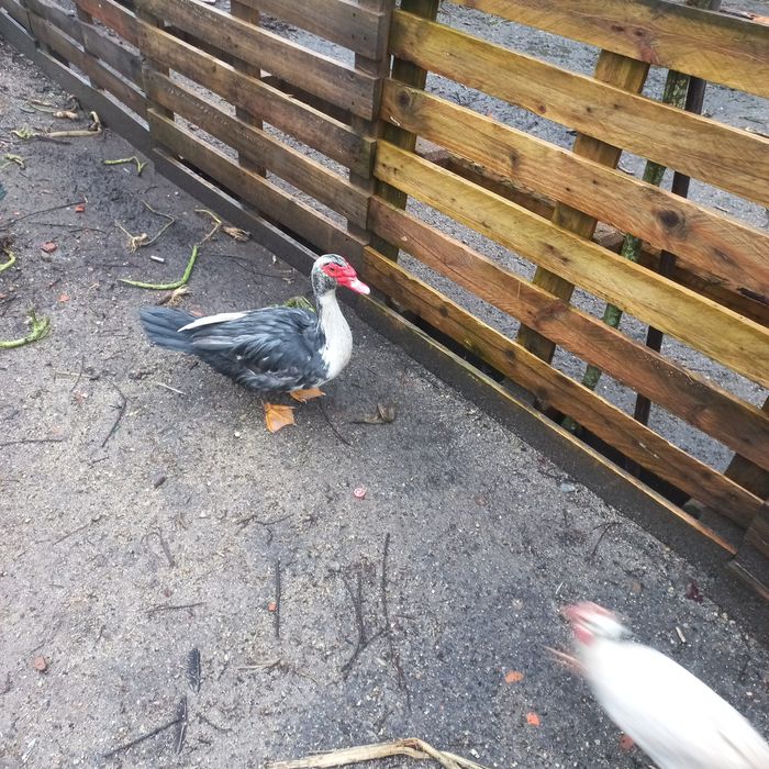 Troco ou vendo ovos de patas mudas e de gansa toulouse