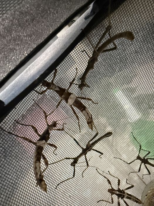 Straszyk Filipiński