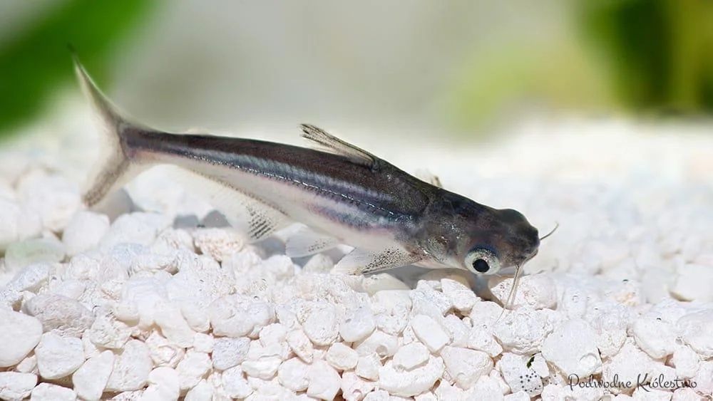 Sum rekini P.hypophthalmus