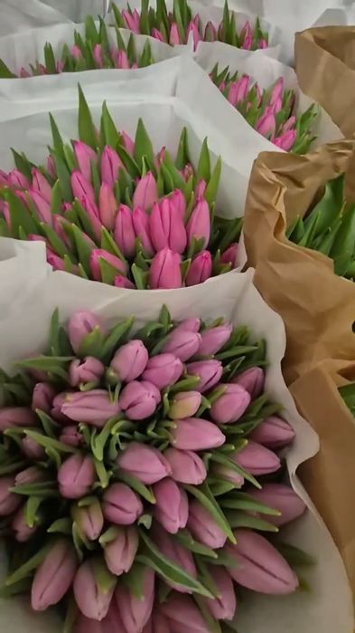 Тюльпан ОПТ 30грн Миколаїв