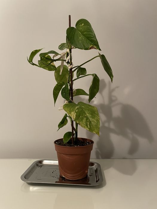 Epipremnum złociste