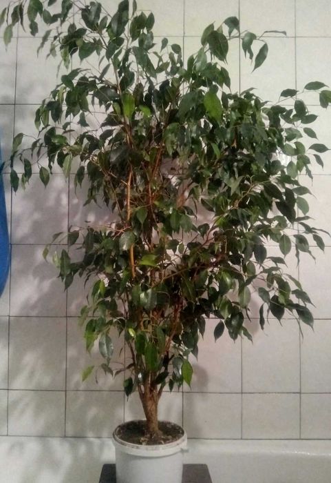 Сенсев'єрія. Фікус Бенджаміна. Драцена. виста 1,5 м.