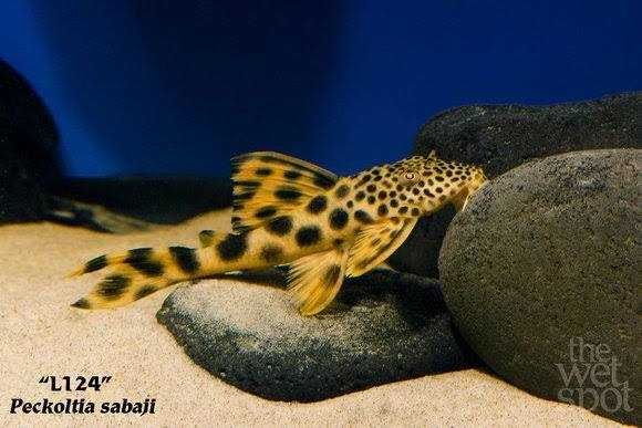L124 (Peckoltia sabaji) WF/F0 8cm