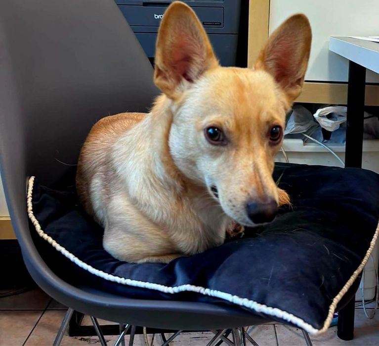 Oscypek-biszkoptowy niewilki mlody psiak do adopcji
