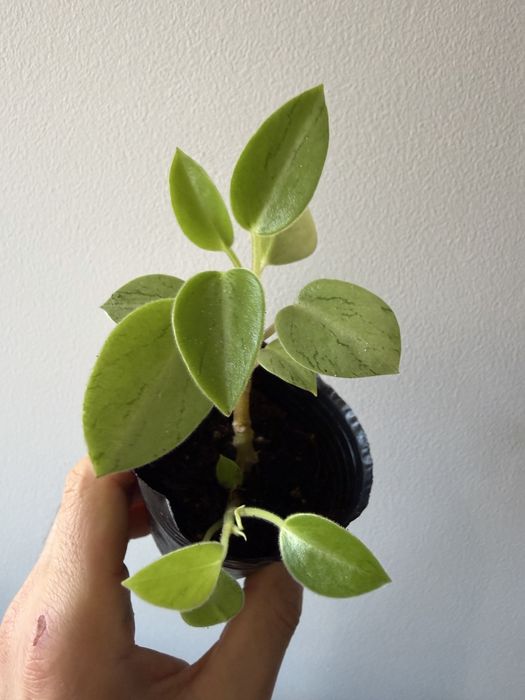 Peperomias  obtusifolia Variegata e pixie lime