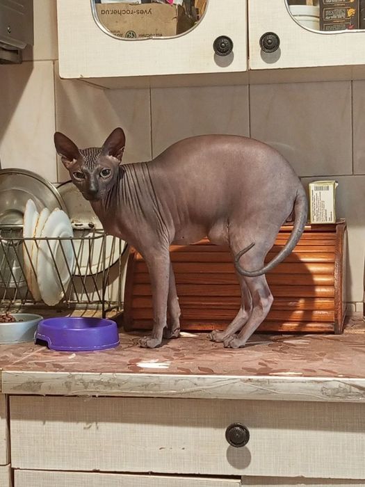 отдам кота в хорошие руки