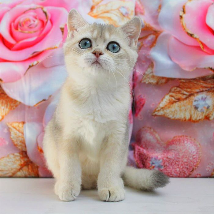 Гарнюня дівчинка британської породи голубе золото чекає вас