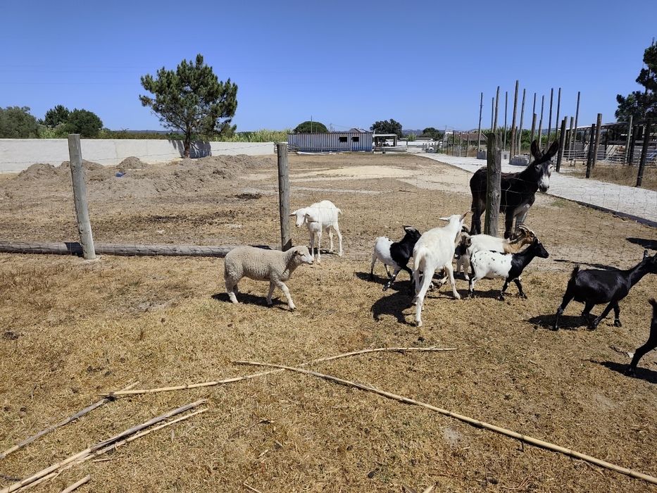 Vendo cabras macho e fêmea
