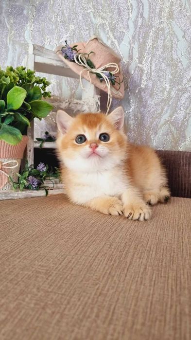 Британський хлопчик Кузя