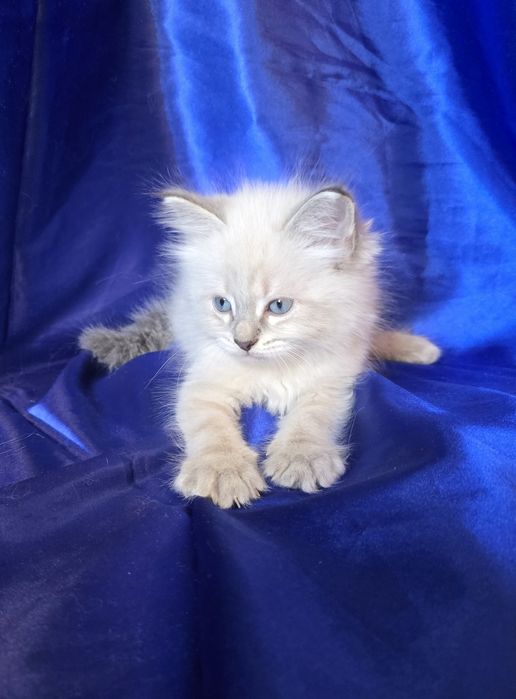 Kotki syberyjskie neva masquarade