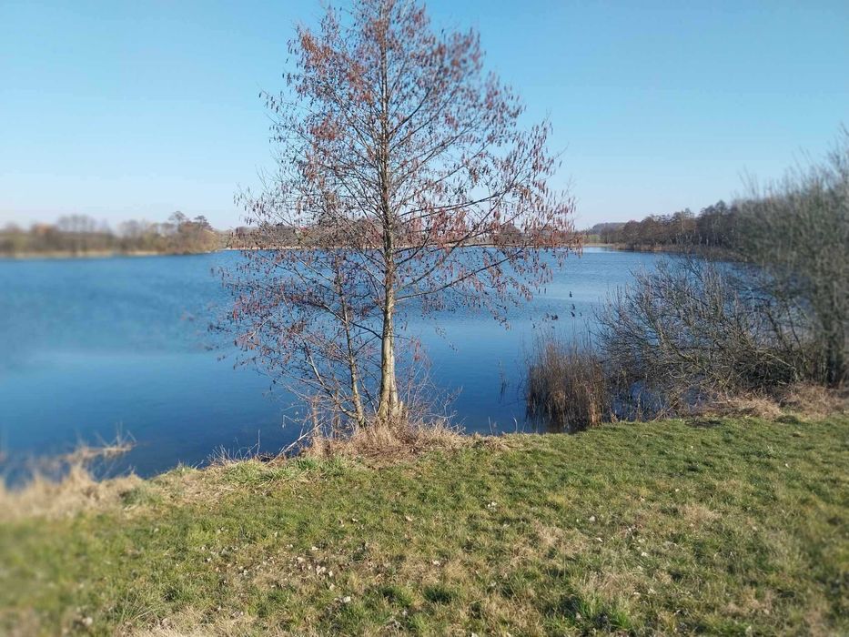 Działka 1278m2 nad jeziorem z linią brzegową na pięknych Kujawach, miejscowy plan