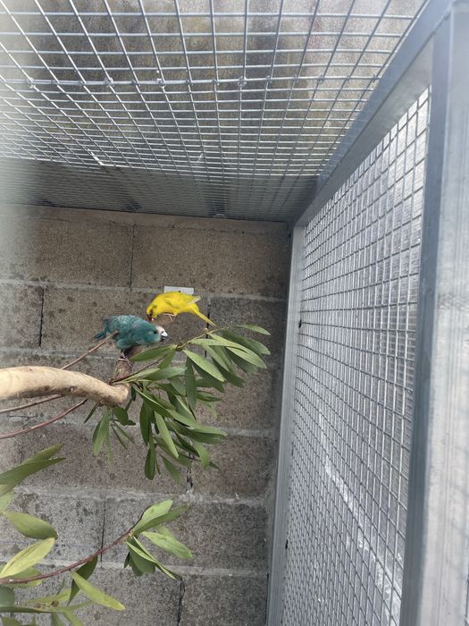 Kakariki Verde e Amarelo Spangle