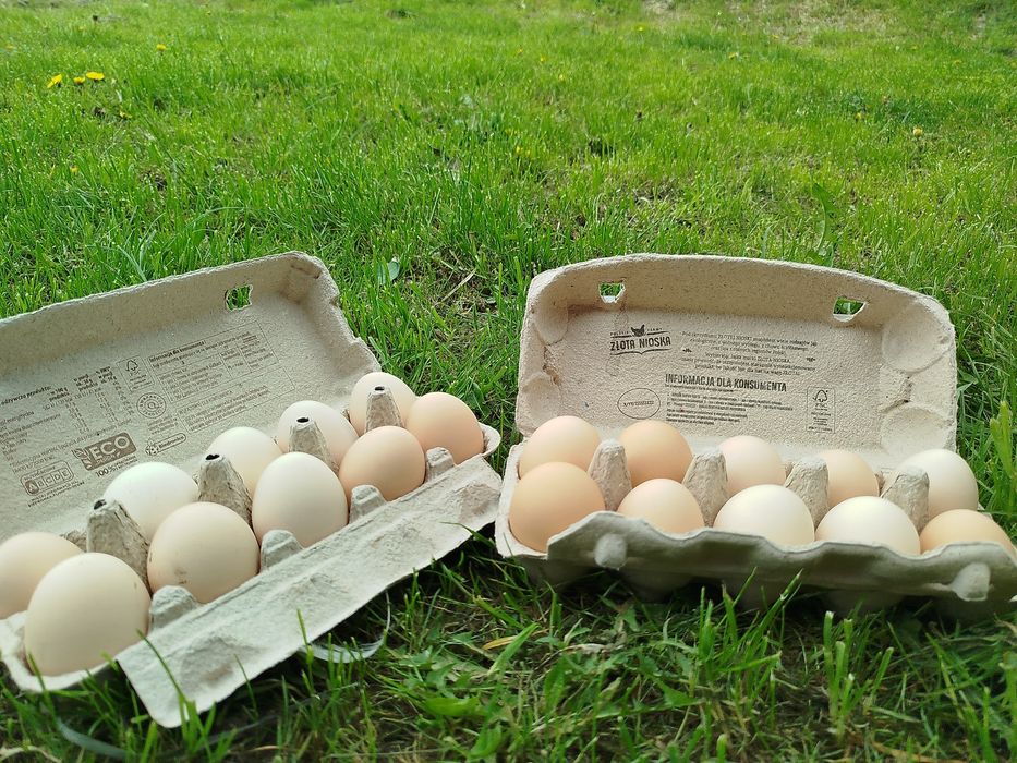 Świeże jajka od kur z wolnego wybiegu