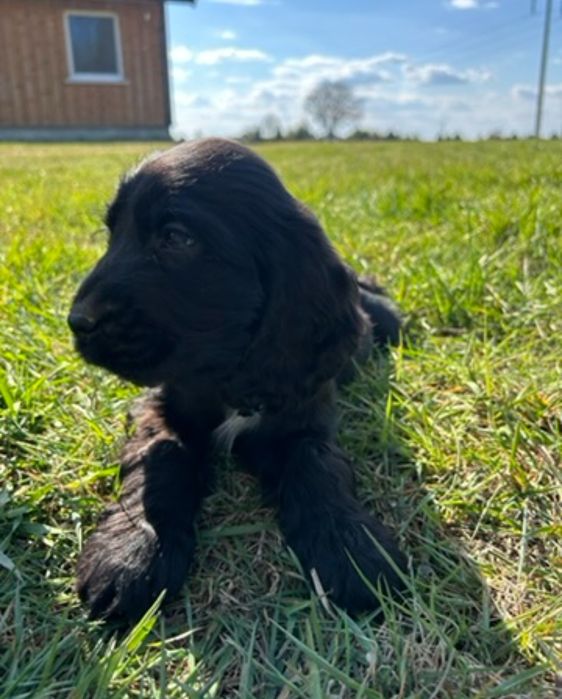 Cocker spaniel angielski