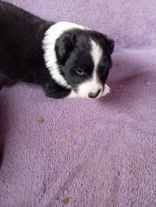 Border collie piesek